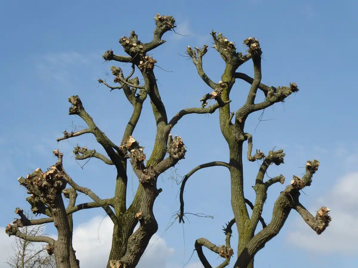 Plaie de taille fraîche sur un tronc d'arbre exposée aux insectes et maladies