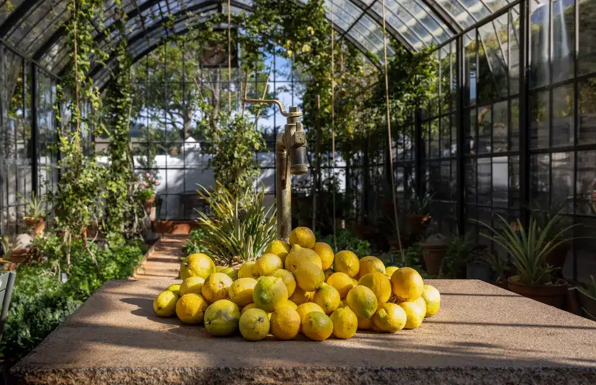 Arrosage en profondeur d'un citronnier en pot avec eau qui s'écoule par les trous de drainage