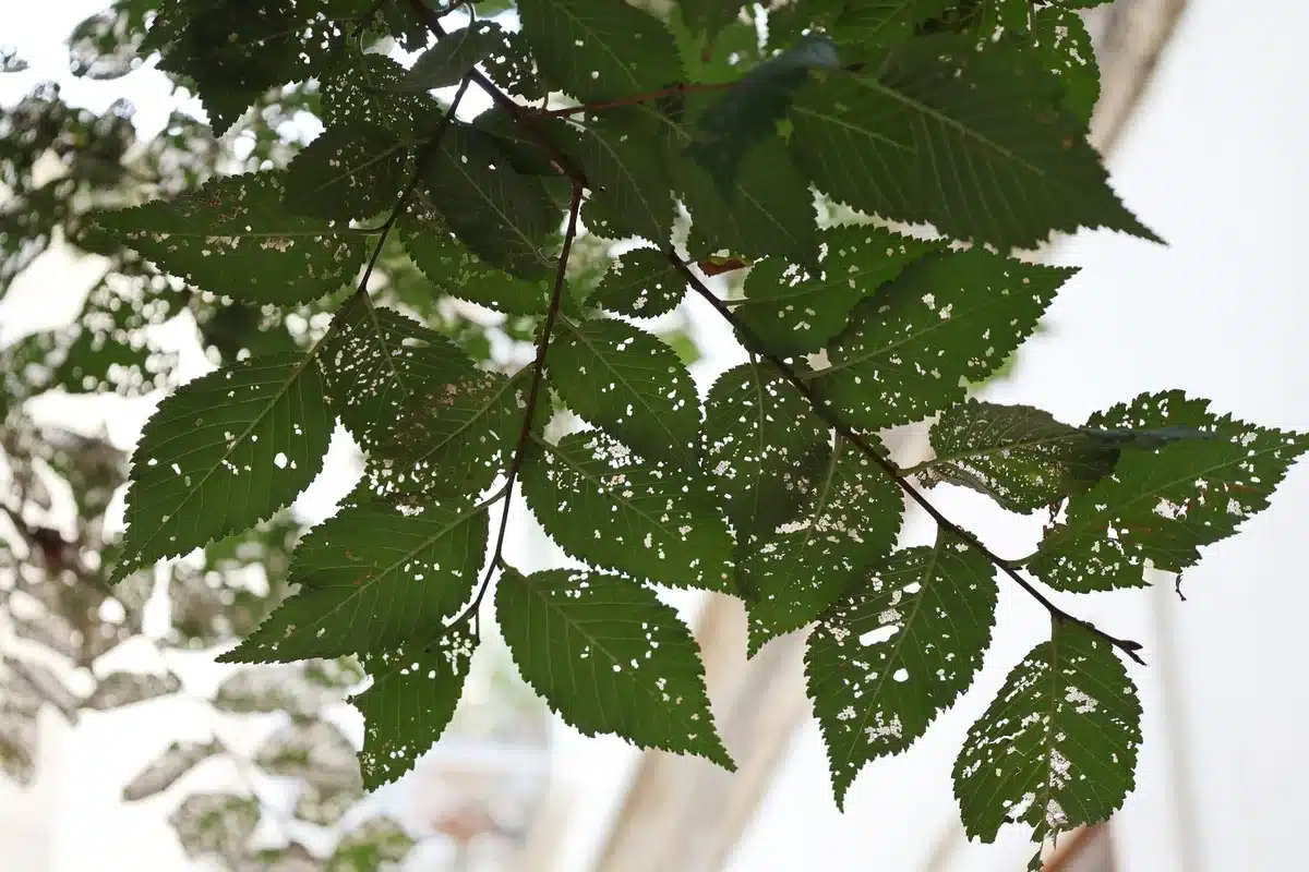Feuille de citronnier inspectée pour détecter les pucerons, acariens et cochenilles