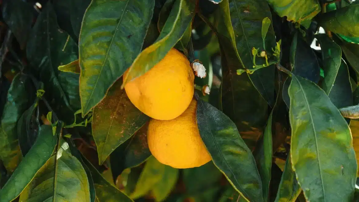 Citronnier avec fruits en développement sous le soleil d'été