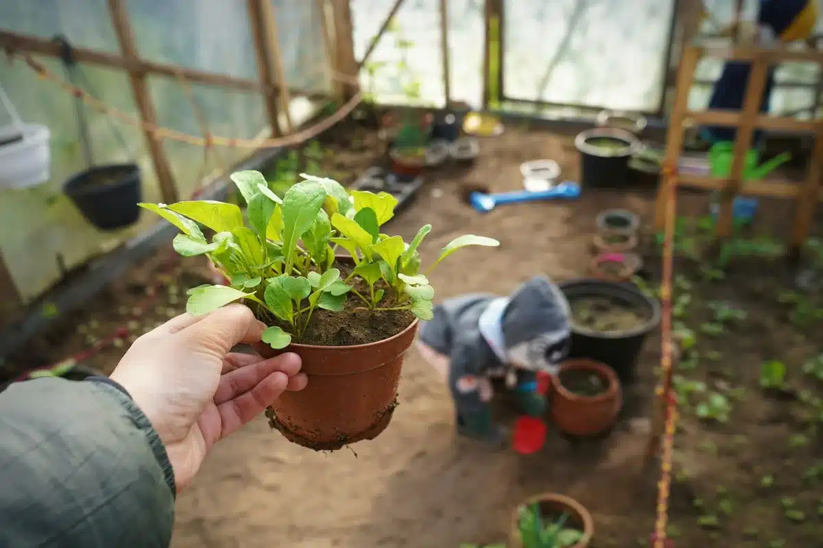 Pot peu profond avec plants de roquette en croissance sur un balcon