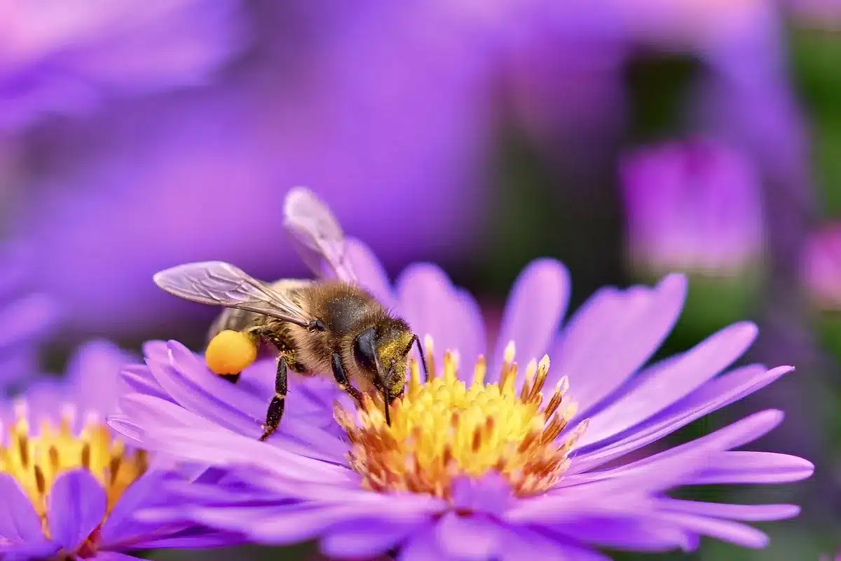 Gros plan d'un répartiteur deux sorties vissé sur un robinet de jardin