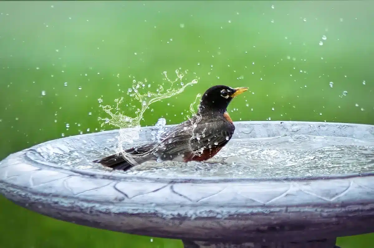 Personne nettoyant un bain d'oiseaux sur une terrasse ensoleillée
