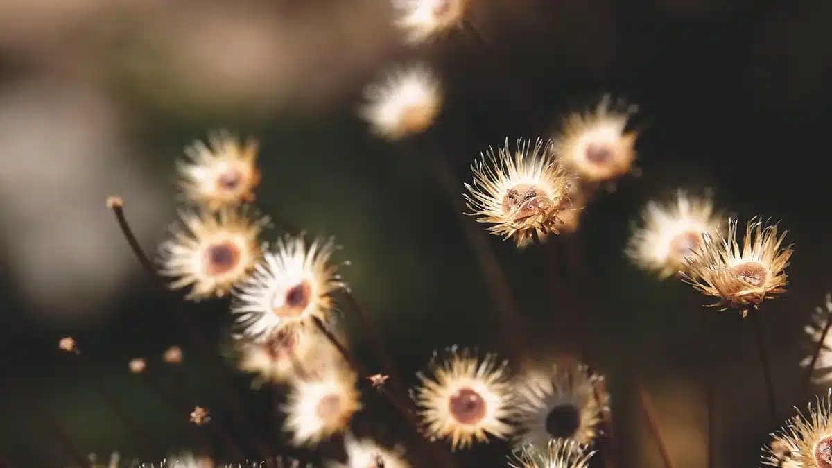 Têtes de graines sèches d'échinacées et de fleurs sauvages en automne, ressource pour oiseaux