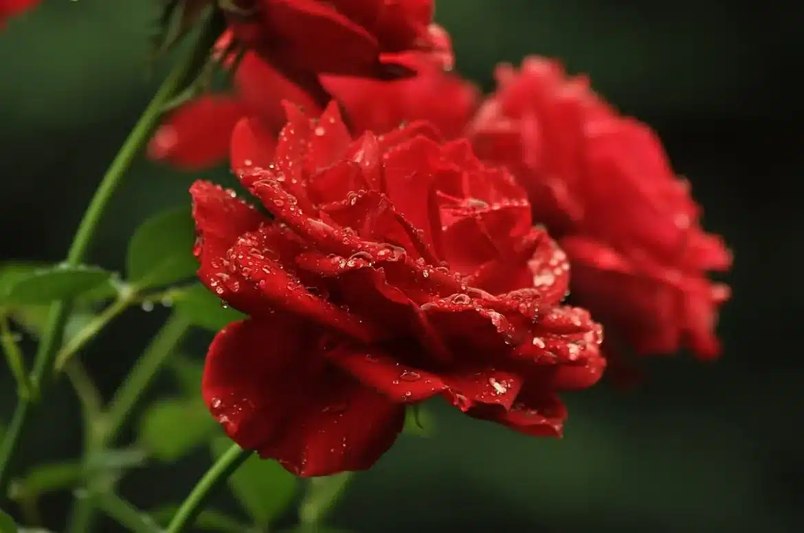 Mains gantées de jardinier supprimant les fleurs fanées sur une bordure de jardin en été