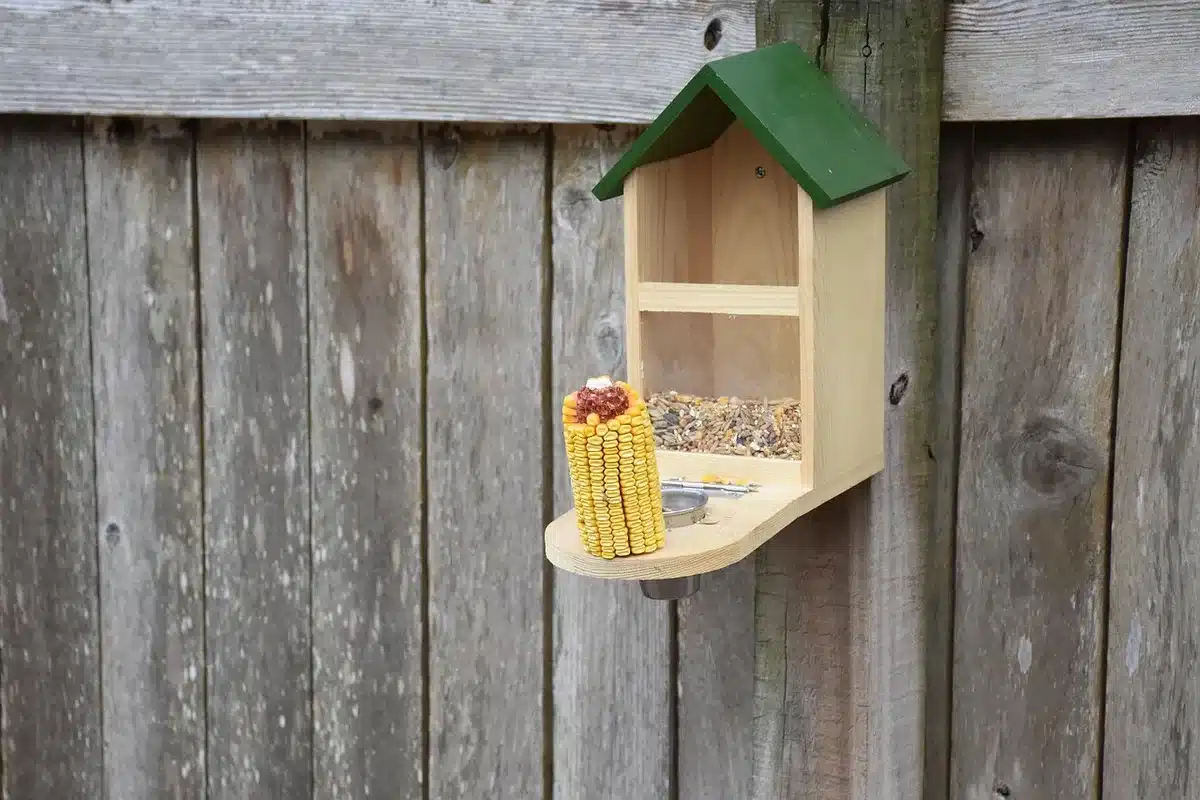 Mangeoire à oiseaux avec graines détériorées en été