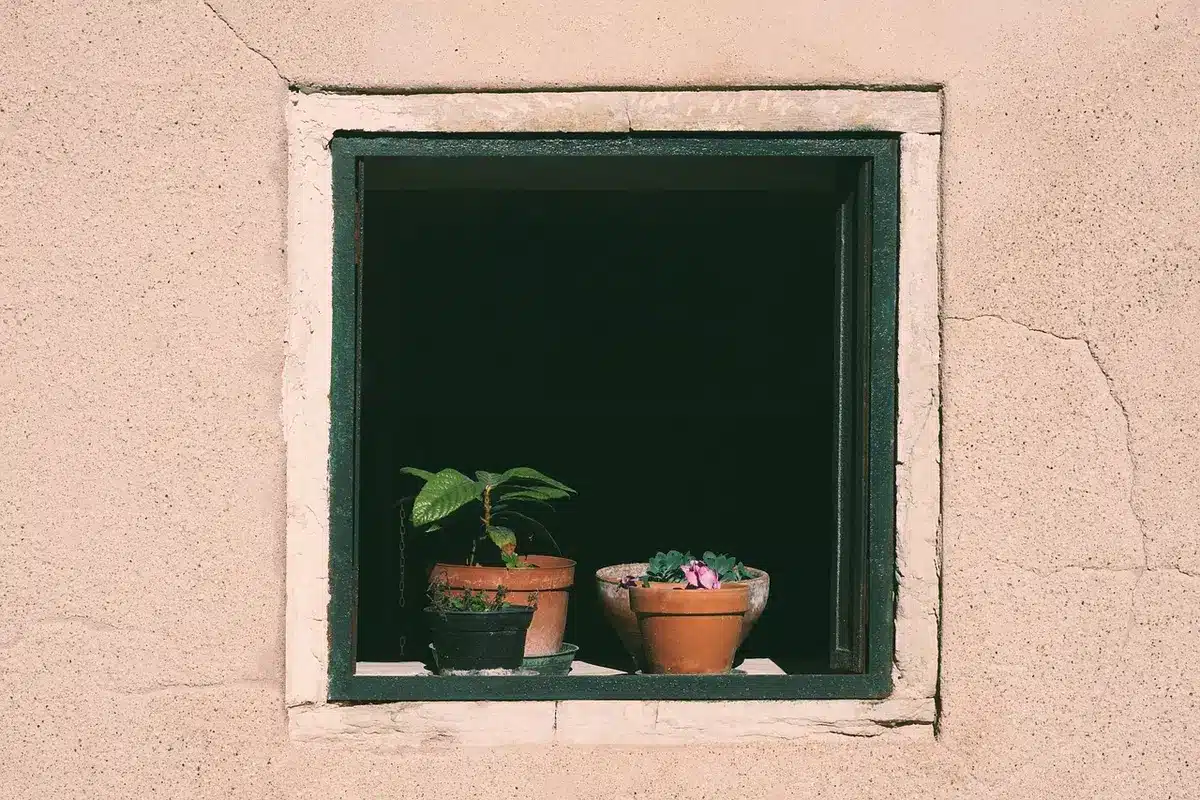 Paillis autour des plantes et voile d'ombrage en journée