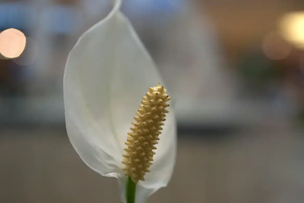 Spathiphyllum en pot près d'une fenêtre avec lumière indirecte et feuillage vert brillant
