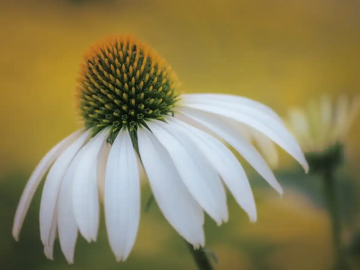 Main gantée plaçant une motte d'helenium dans un trou préparé