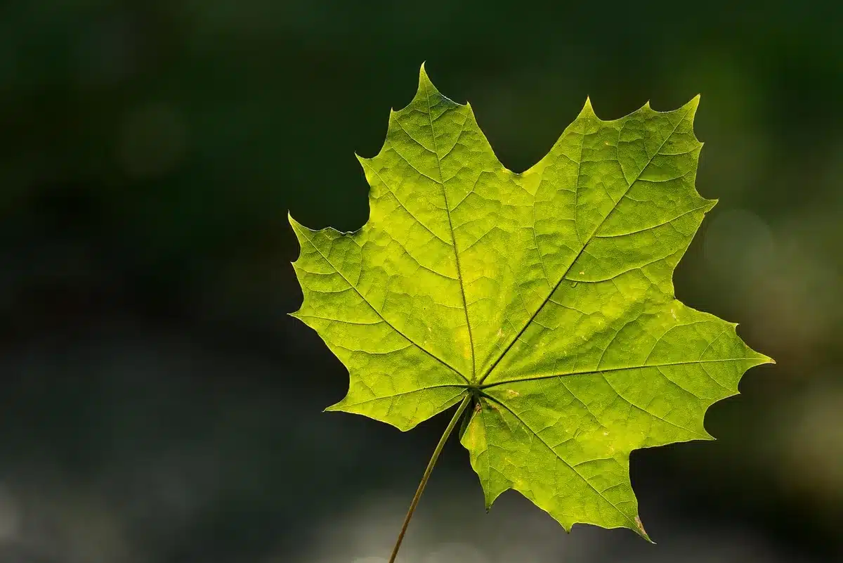 Jardinier consultant un calendrier de plantation pour l'automne