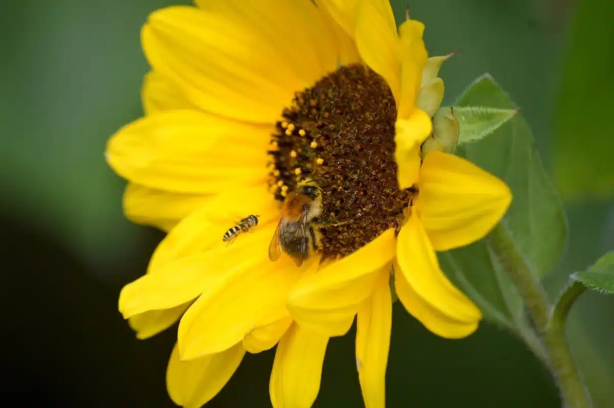 Détail d'une fleur tubulaire pourpre de sauge mexicaine avec gouttes de nectar