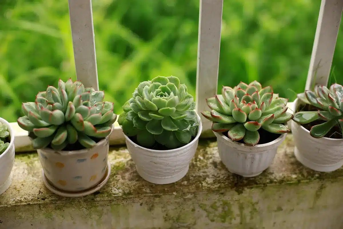 Sauge mexicaine cultivée en pot sur une terrasse ensoleillée avec sol drainant