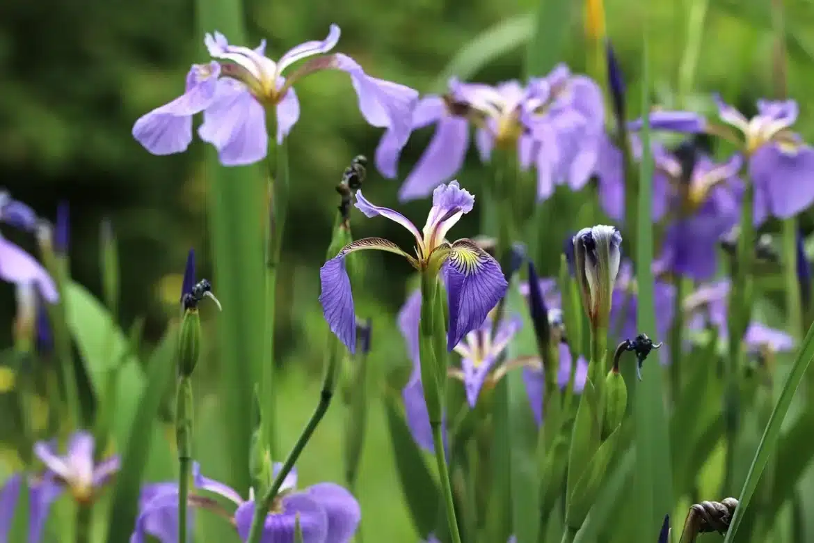 Colibri en vol vers les fleurs pourpres tubulaires d'une sauge mexicaine en fleur