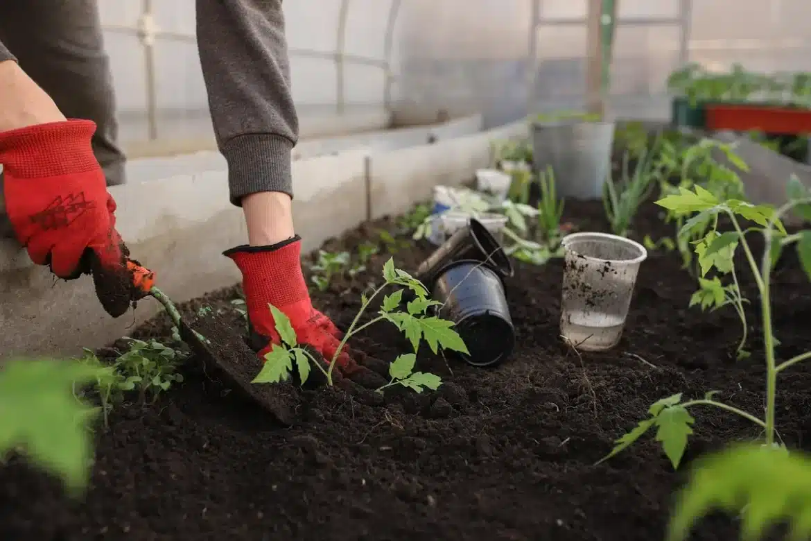 Mains plantant des bulbes de printemps dans la terre avec un plantoir, en automne