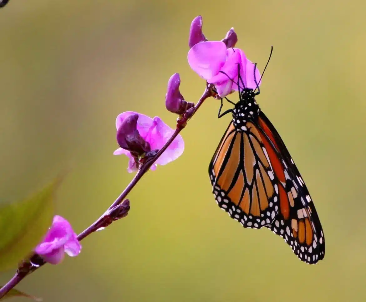 Papillon monarque aux ailes orange et noires posé sur des fleurs d'asclépiade en fin de saison