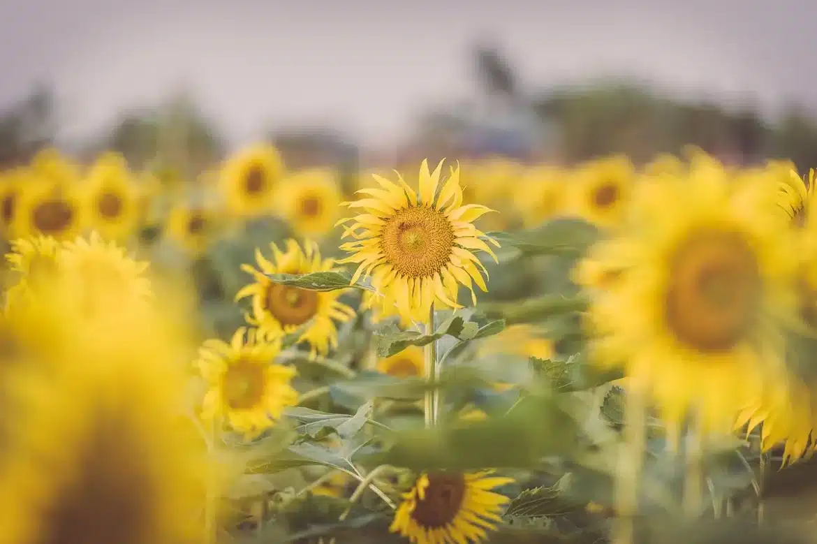 Jardin en plein jour : mains anonymes divisant une touffe de géraniums vivaces avec une fourche