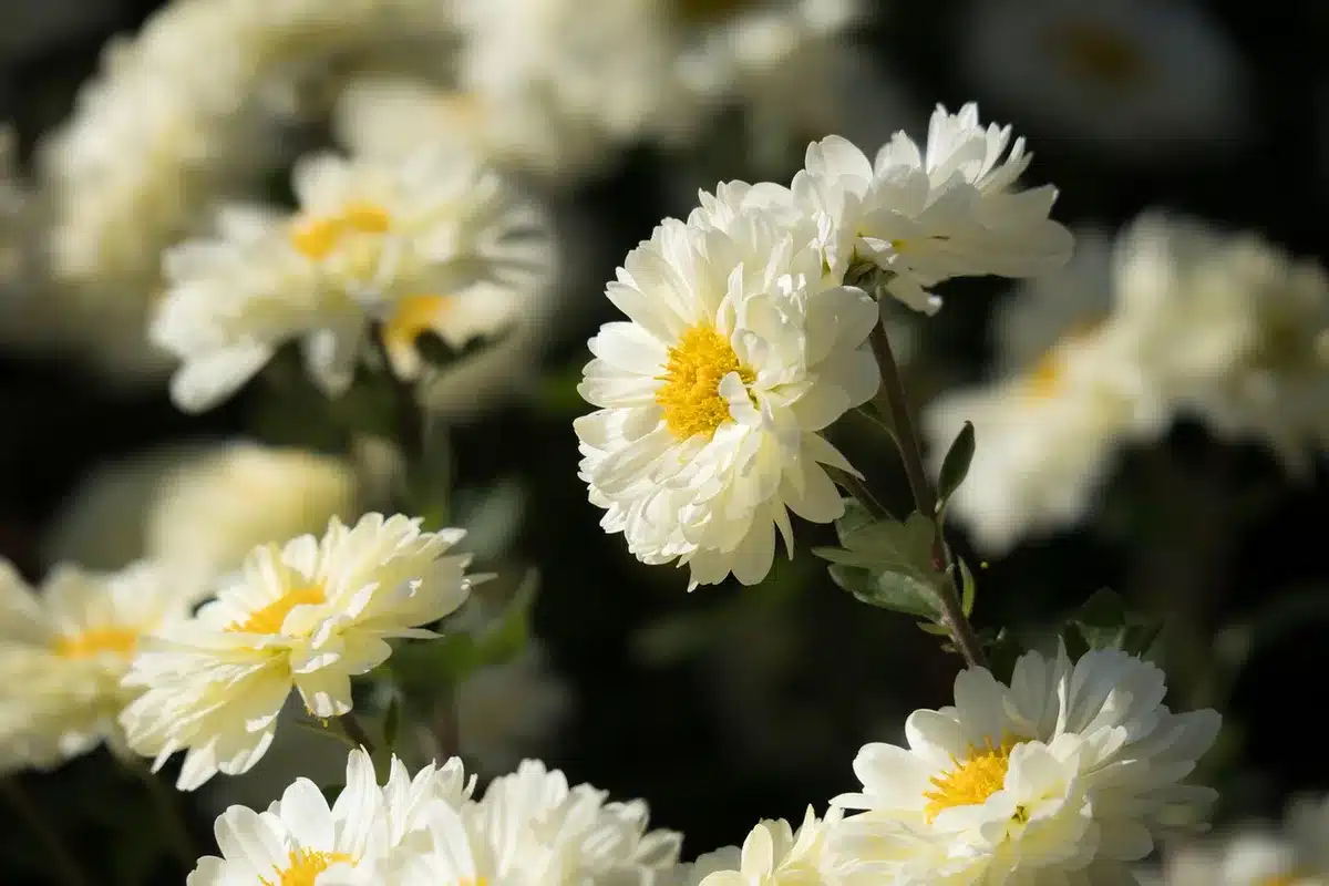 Chrysanthèmes et asters aux couleurs automnales dans des pots de jardin