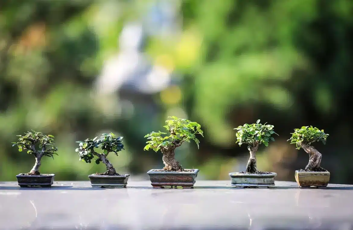 Pots de fleurs fanées et feuillage jaunissant sur une terrasse ensoleillée en fin d'été