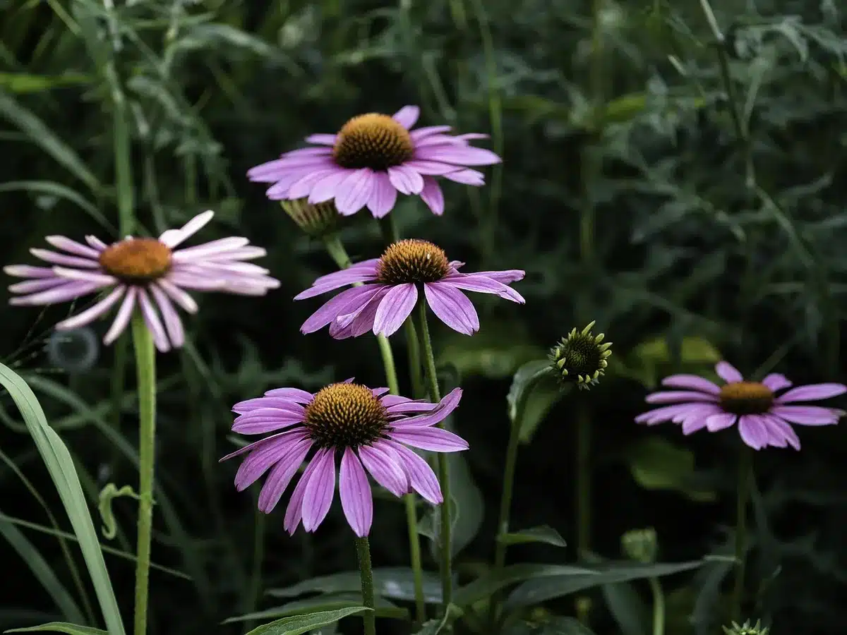 Têtes florales d'échinacée laissées pour les oiseaux et la structure hivernale