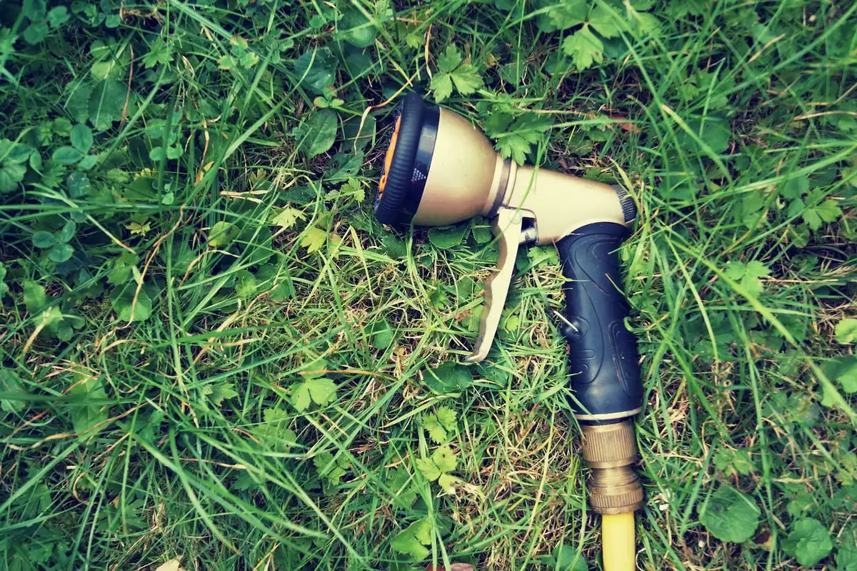 Arrosage en profondeur au tuyau goutte-à-goutte et paillage autour des plantes