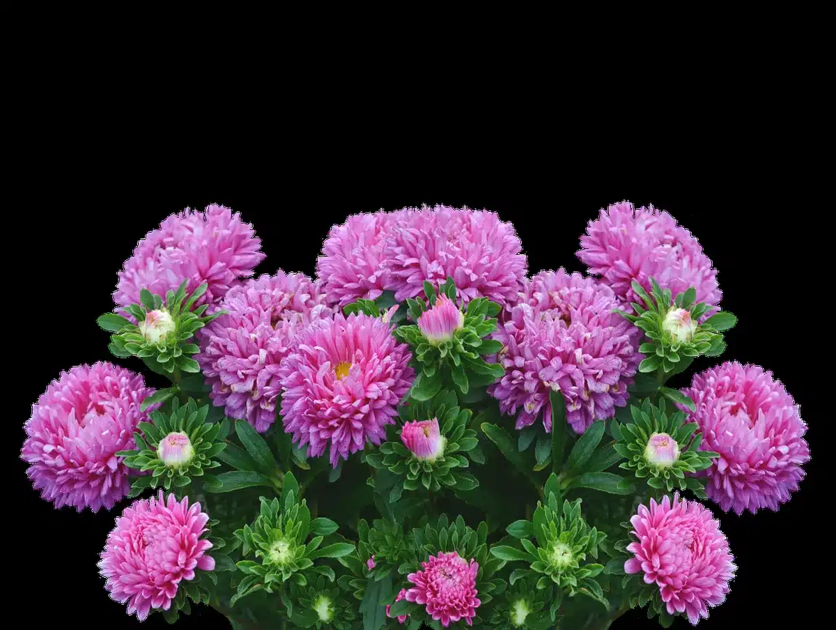 Massif d'asters en pleine floraison automnale
