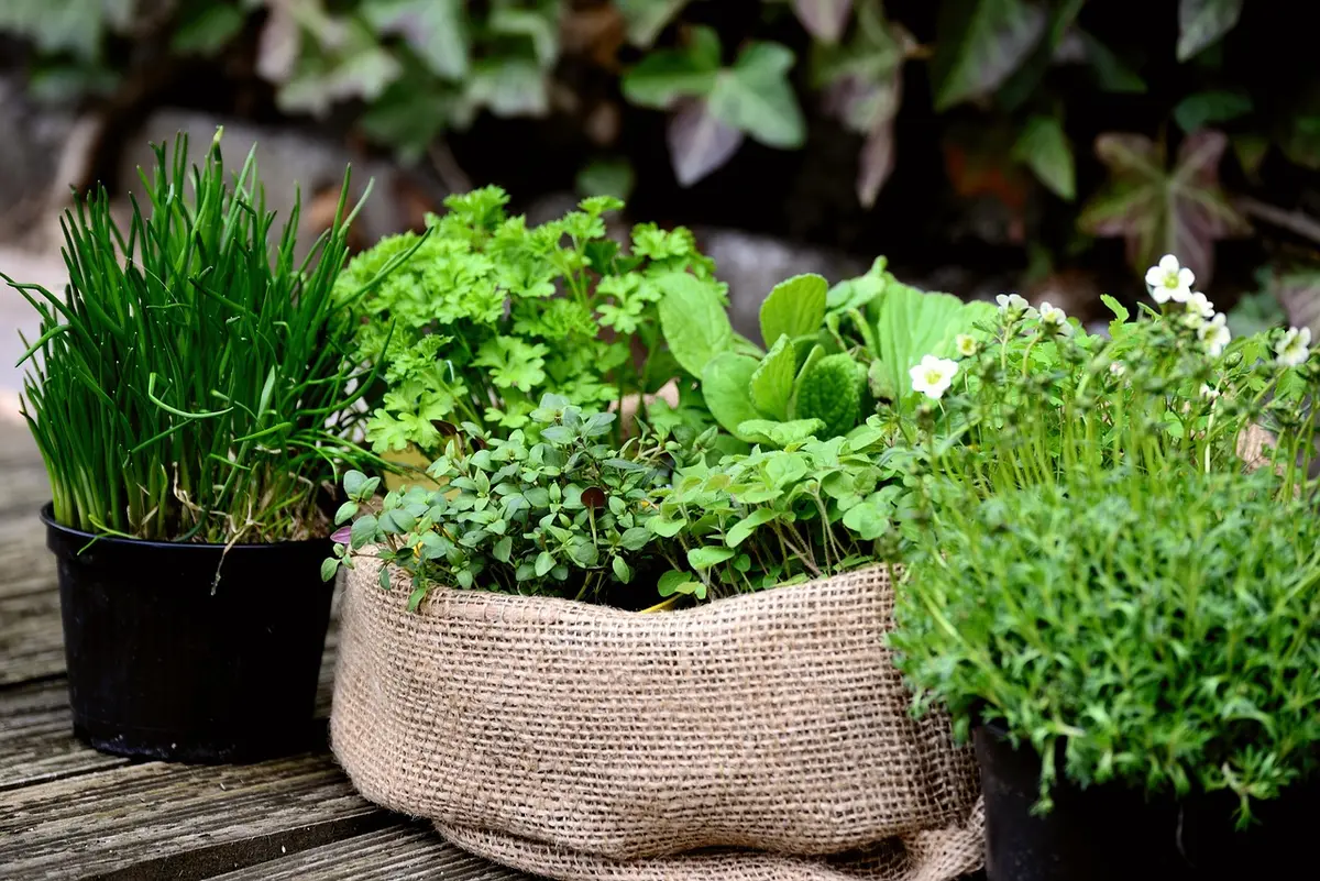 Composition en pot avec heuchères et petites graminées pour balcon