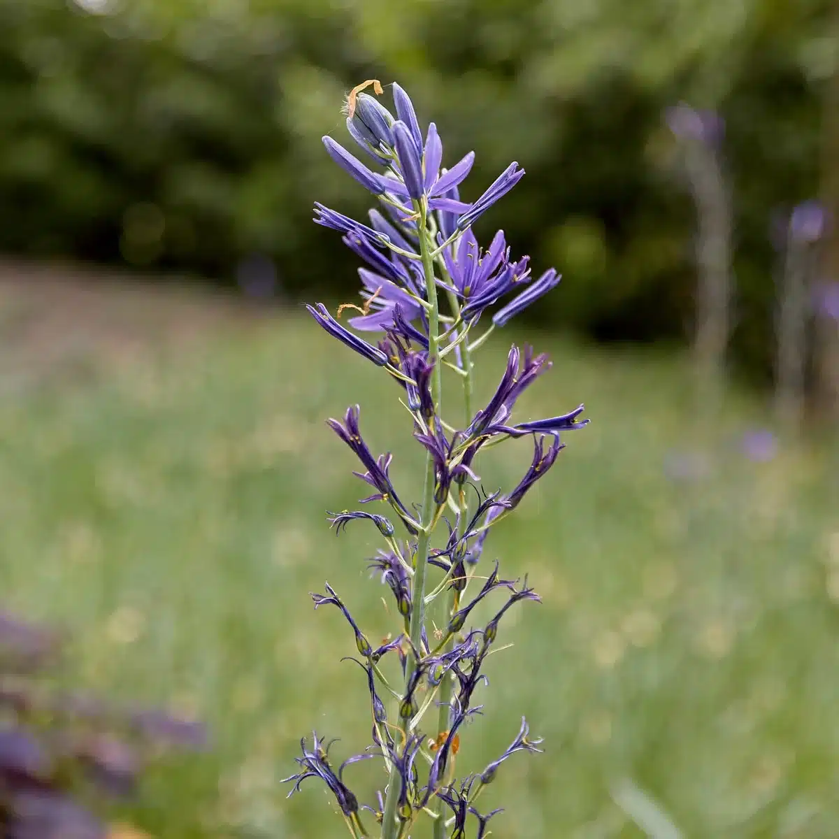 Parterre de narcisses et camassia en pleine floraison