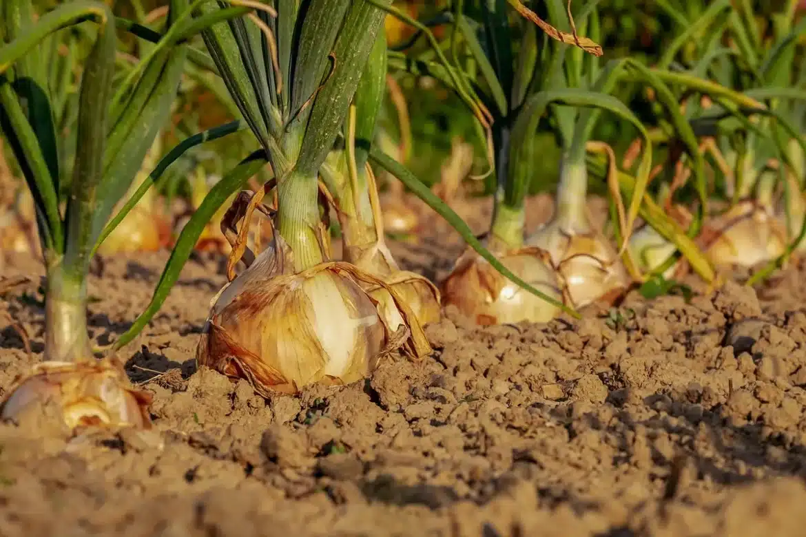 Mains plantant des bulbes dans un parterre en pleine journée avec jardin flou en arrière-plan
