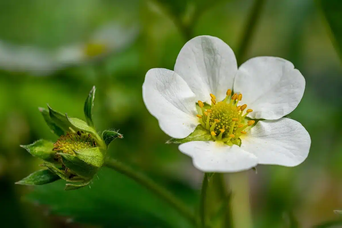 Mains arrachant des mauvaises herbes autour de plants de fraisiers en pleine journée