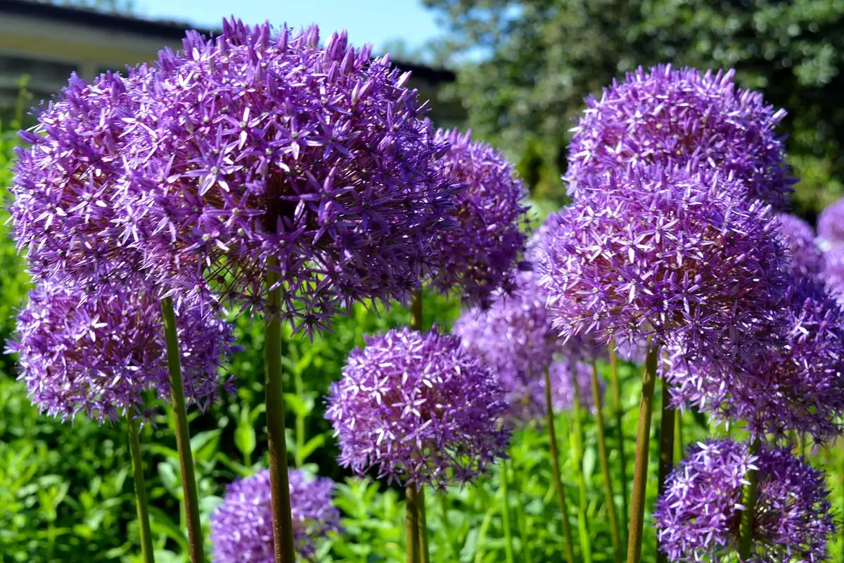 Massif structuré avec hydrangeas et alliums en fleurs, palettes de saison