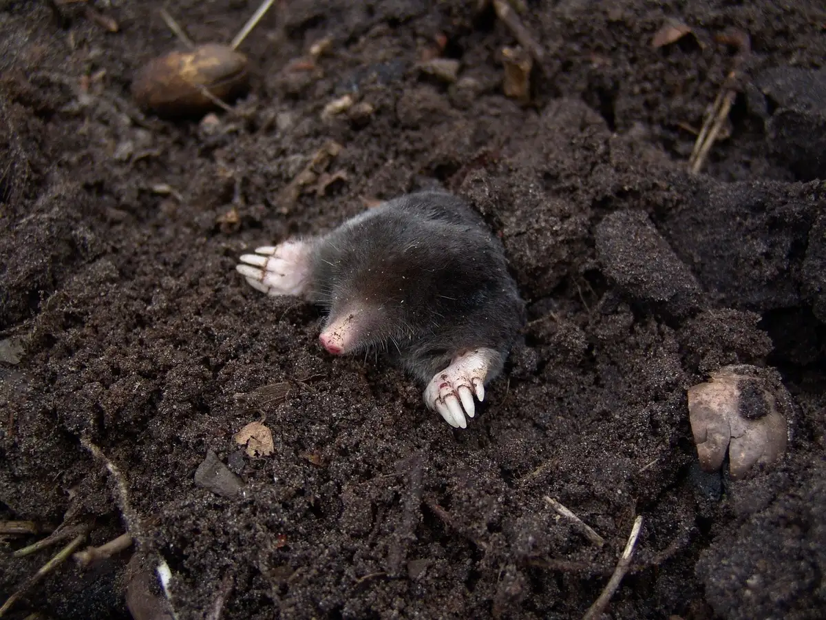 Creuser autour d'une touffe de plante avec une fourche de jardin