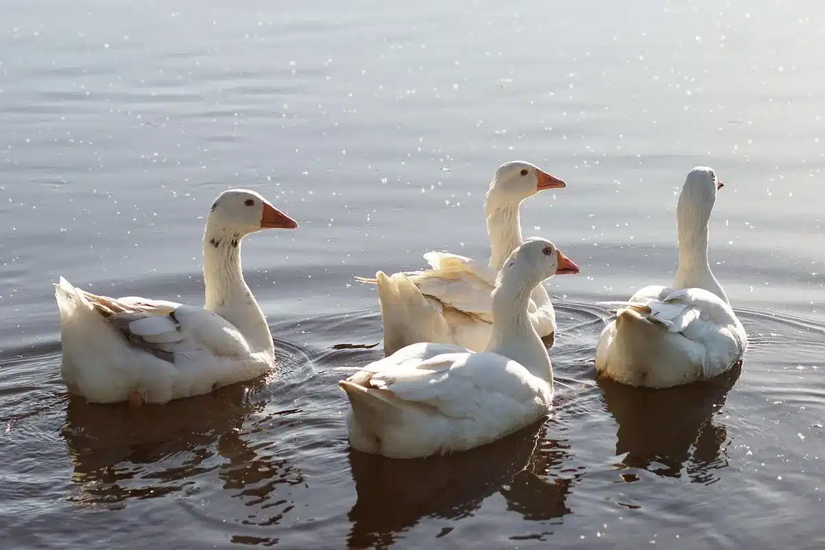 Disque flottant en cuivre dans un bain d'oiseaux sous plein jour