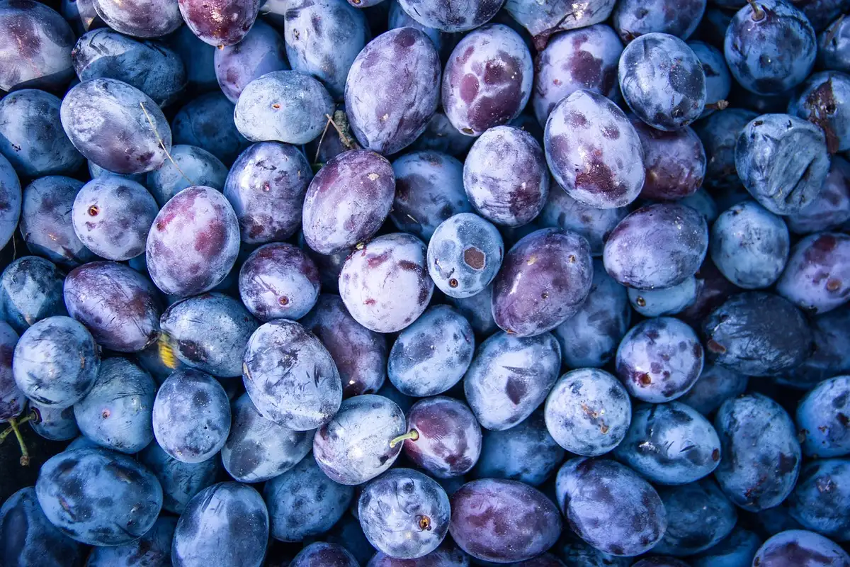 Échantillons de tissus prune, gris et bois disposés sur une table