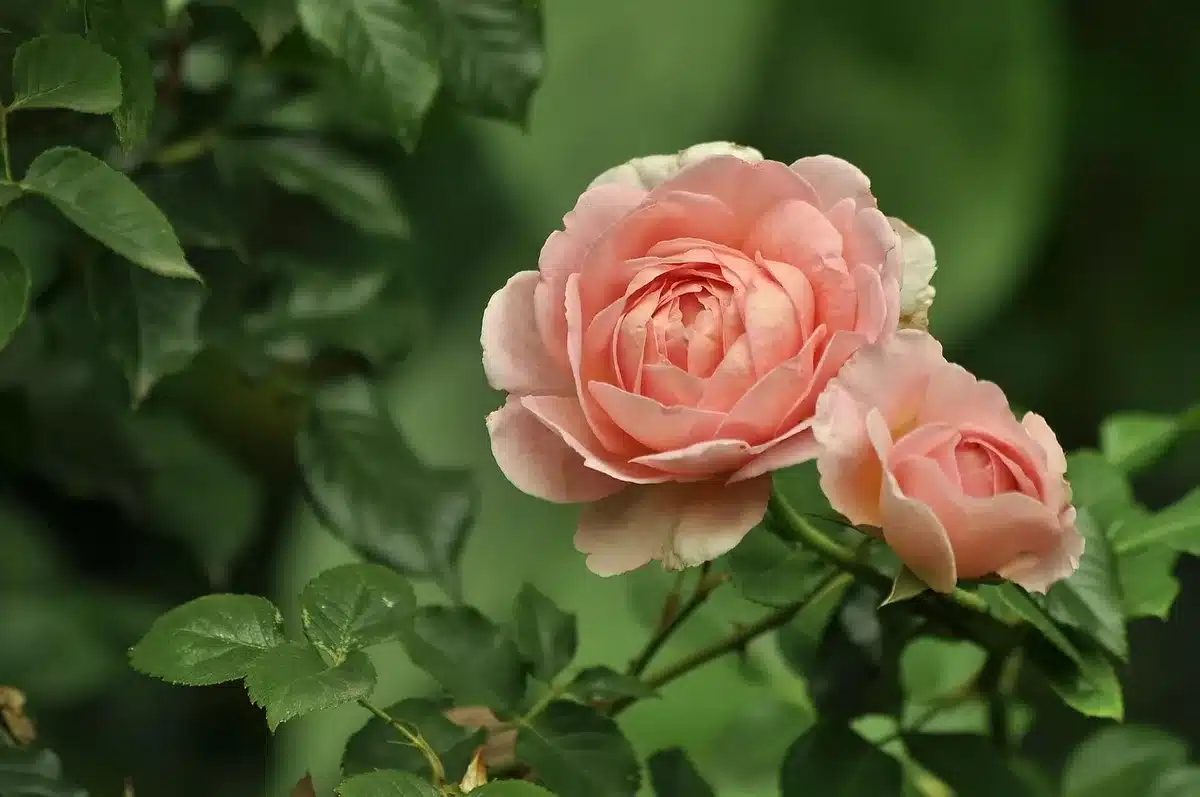 Division d'une touffe de vivace au jardin avec bêche et gants