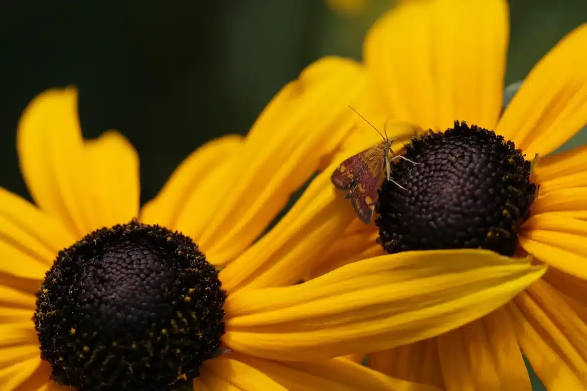 Jardinier coupant des têtes sèches de rudbeckia en plein jour