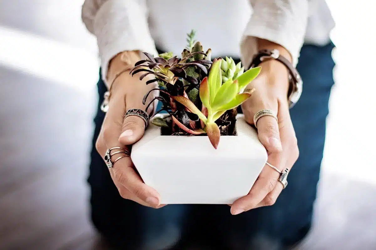 Contrôle de l'humidité du substrat d'un fuchsia en pot