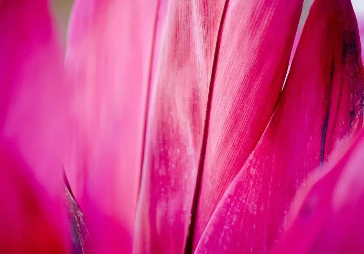 Personne anonyme taillant un fuchsia en pot sur un balcon en plein jour