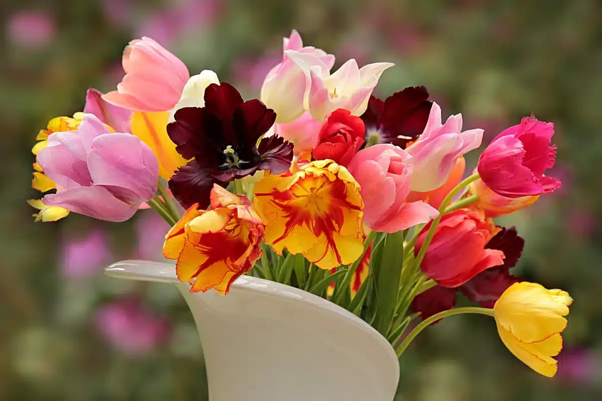 Boutures d'hortensia dans un vase d'eau montrant les débuts d'enracinement