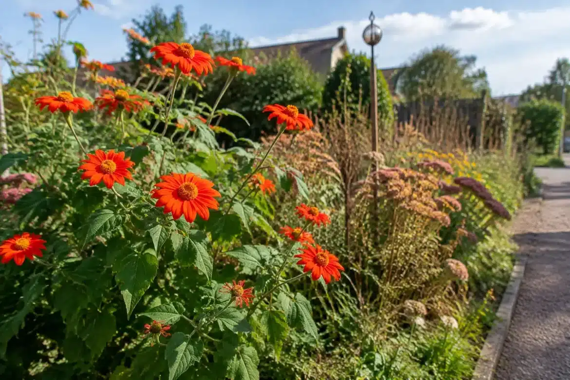 Fleur résistante pour réparer un jardin abîmé par la chaleur avant l'automne