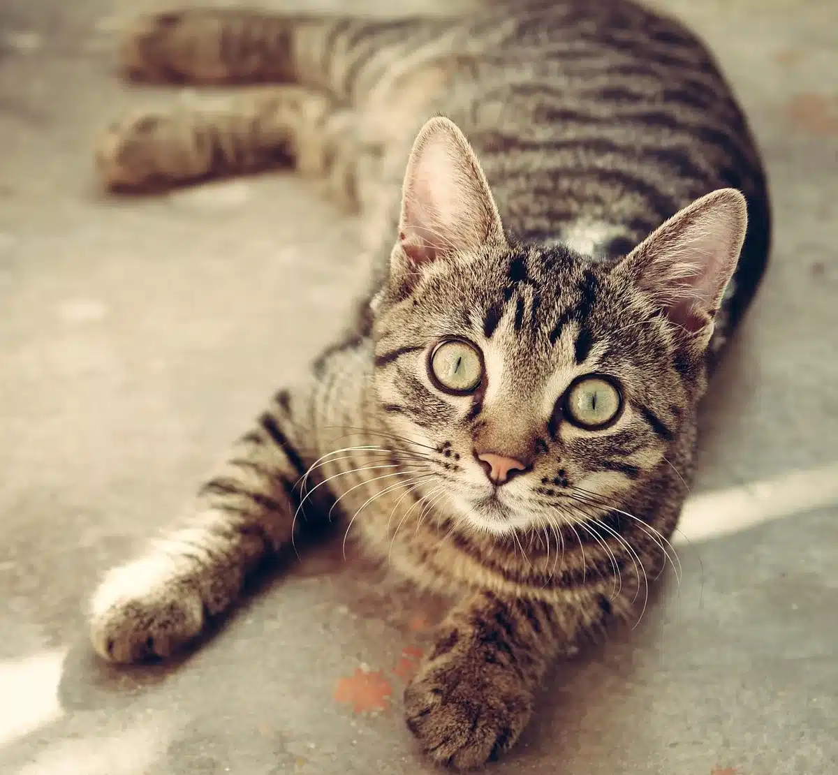 Chat en l'air orientant la tête vers l'horizon, moustaches visibles