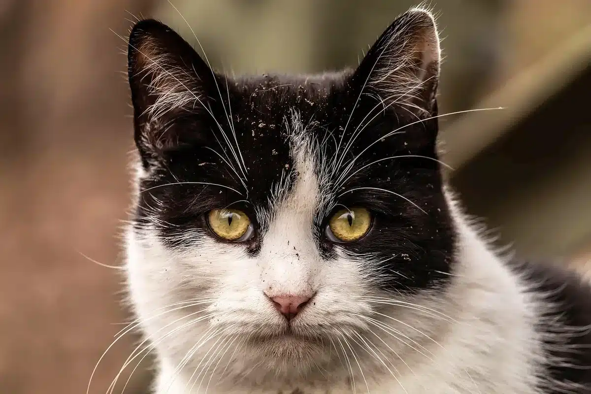 Gros plan sur les moustaches d'un chat en pleine lumière