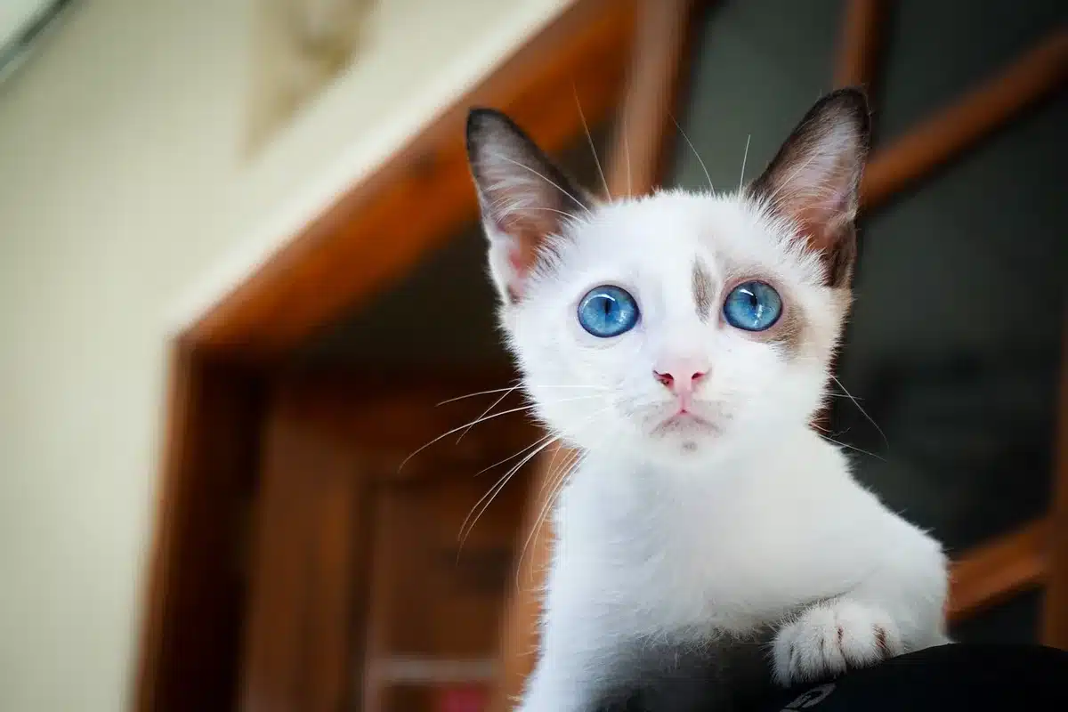 Gros plan sur les moustaches d'un chat en intérieur