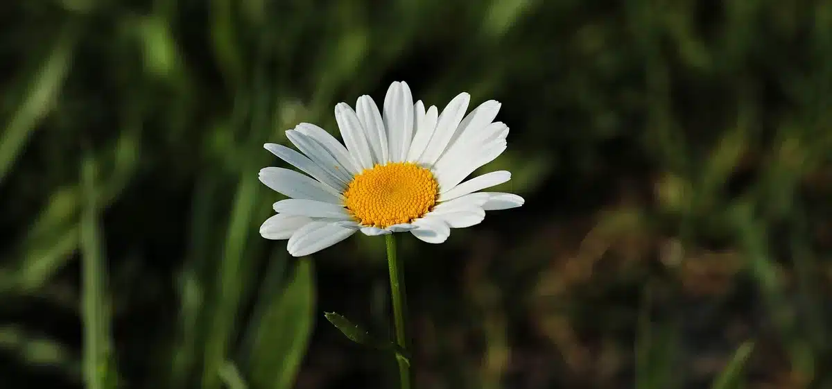 Coupe d'une hampe florale d'agapanthe fanée au sécateur