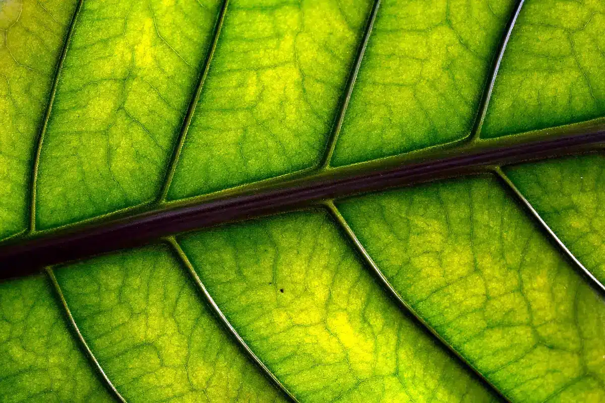 Gros plan d'une plantule de persil plat aux feuilles vertes