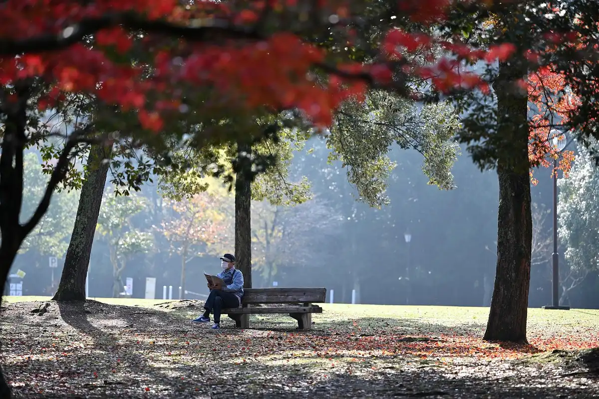 Feuilles mortes éparpillées sur une pelouse et un râteau à côté