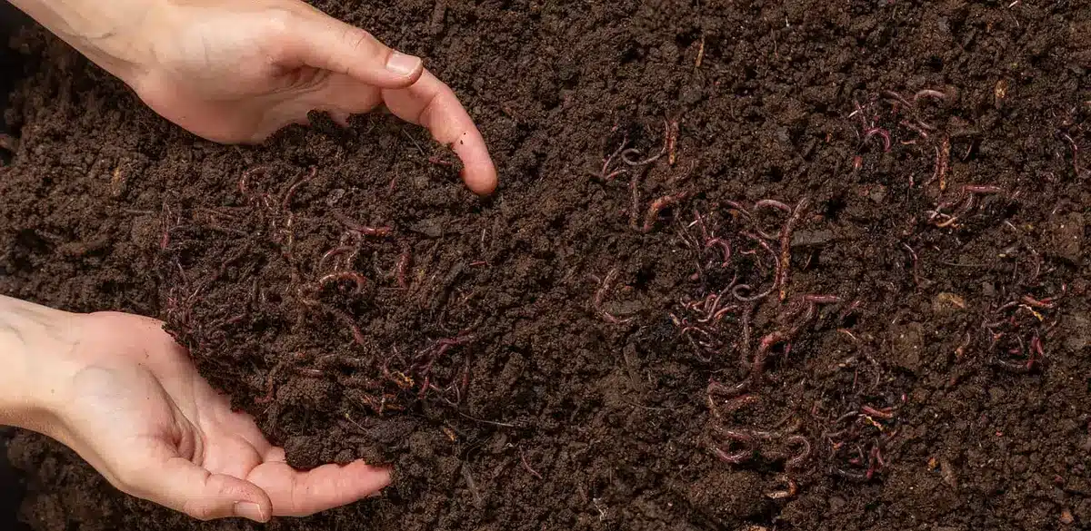 Bac à compost extérieur en plein jour avec tas en cours de brassage