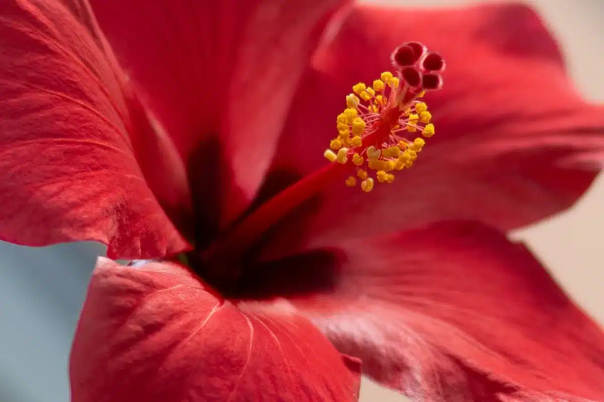 Feuilles et fleurs de deux hibiscus montrant différences tropicales et rustiques