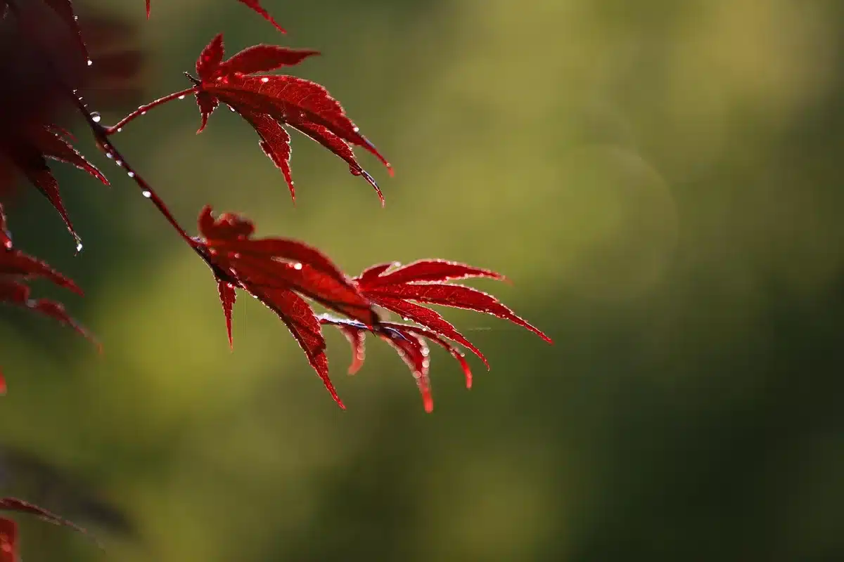 Mains gantées coupant une branche d'érable japonais en journée